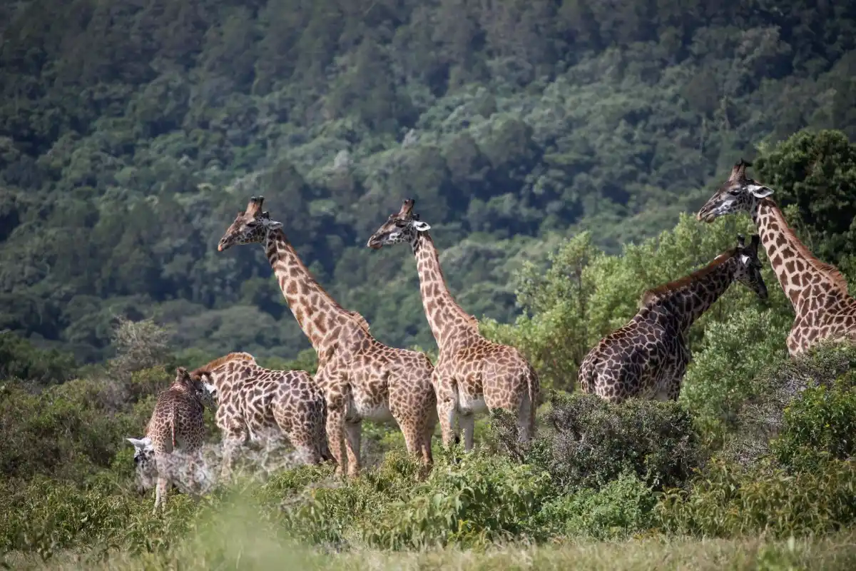 3 Day budget Safari