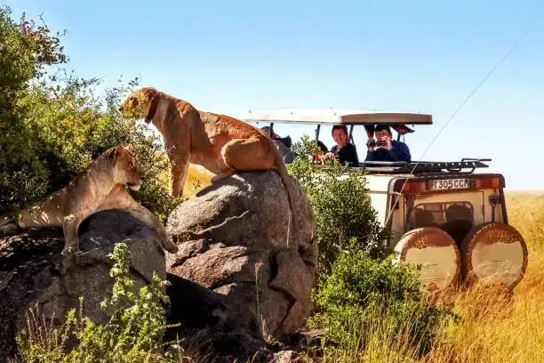Budget safari in Africa