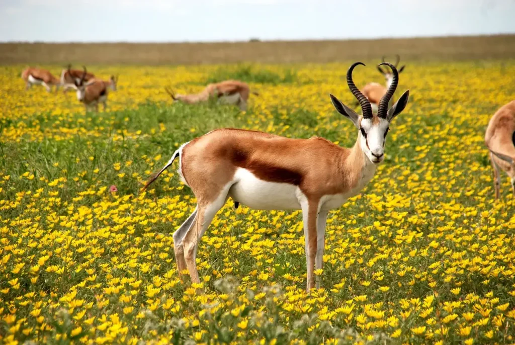 Antelopes