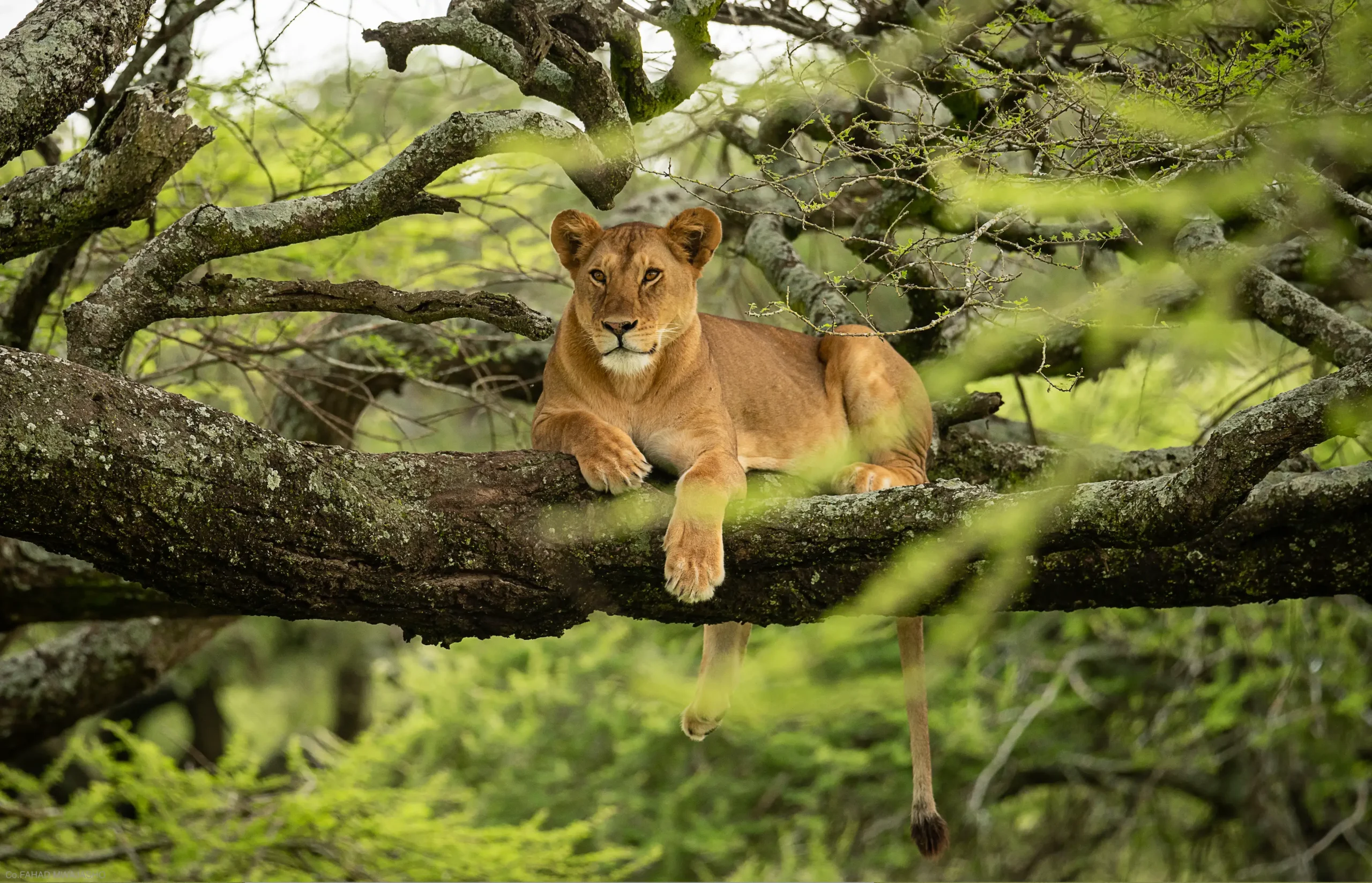 Lake Manyara Safari