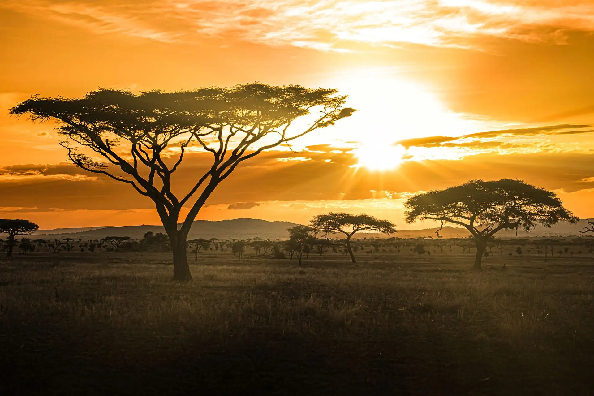 night game drive
