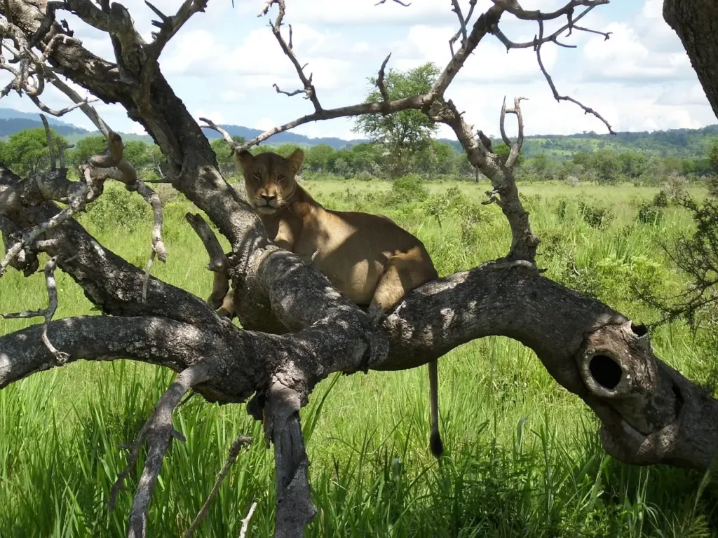 8-Day Tanzania Safari with Zanzibar – Ultimate Africa Adventure Package