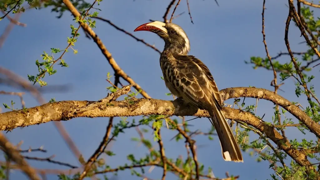 Book a Birdwatching Safari in Tanzania