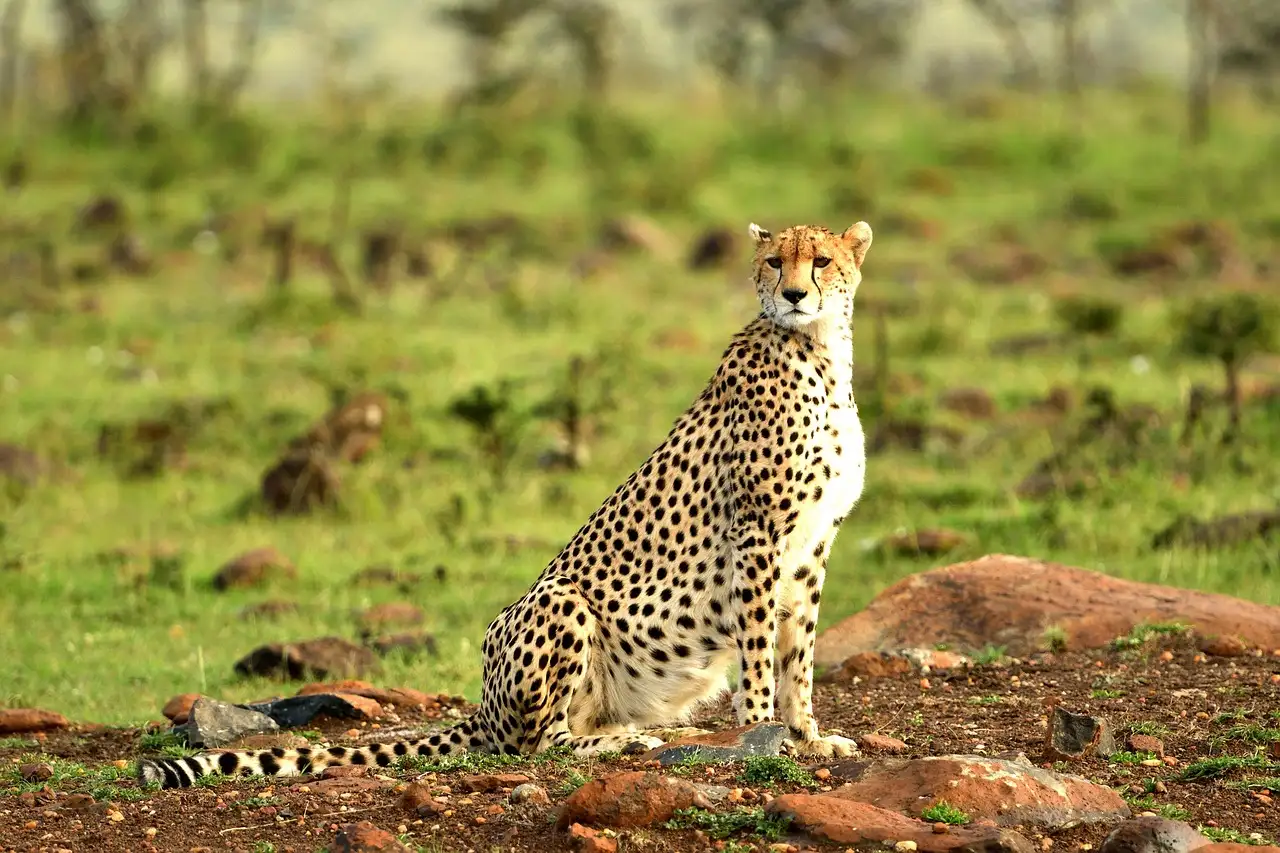 Wildlife Spotting
