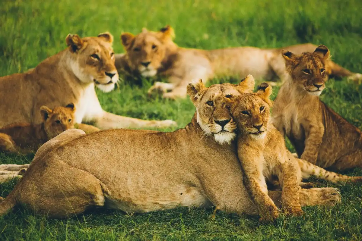 Wildlife safari in Makuyuni Wildlife Park, Tanzania.