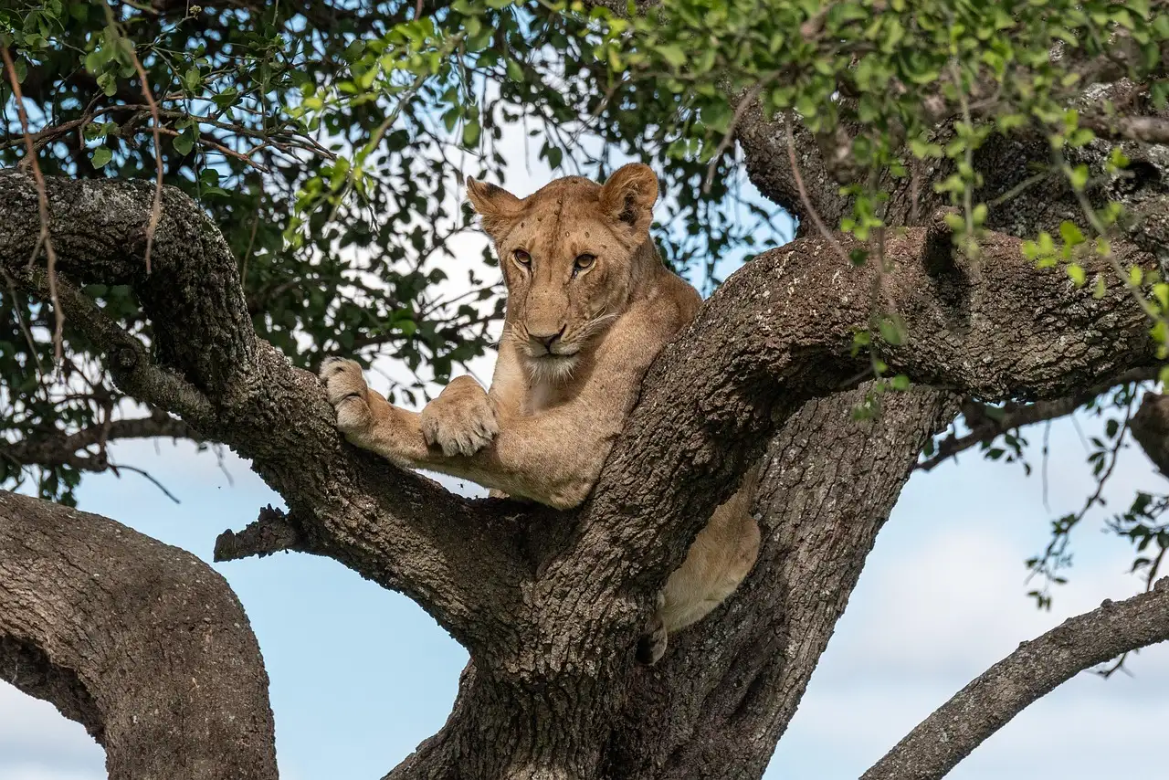 tanzania safari tours
