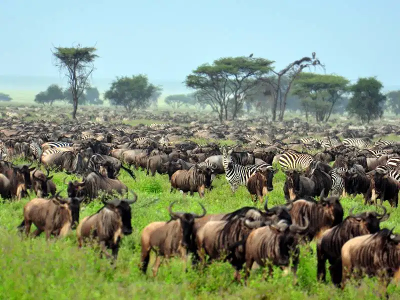 safari Tanzania