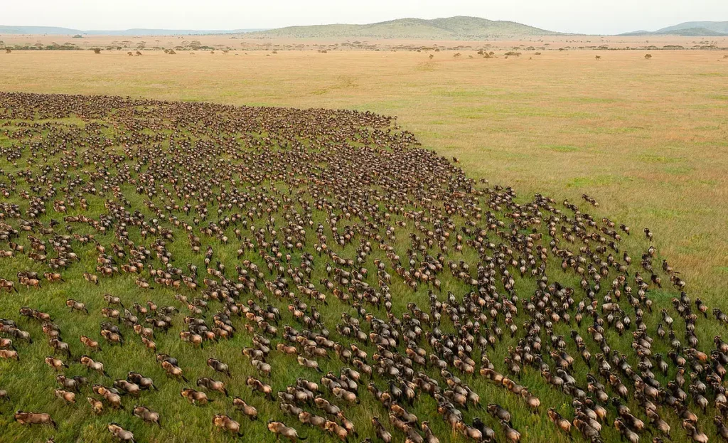 safari Tanzania