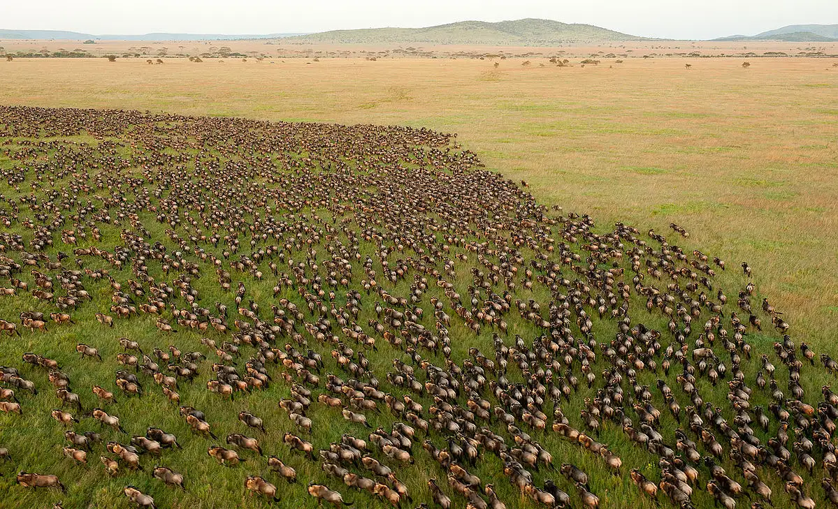 safari Tanzania