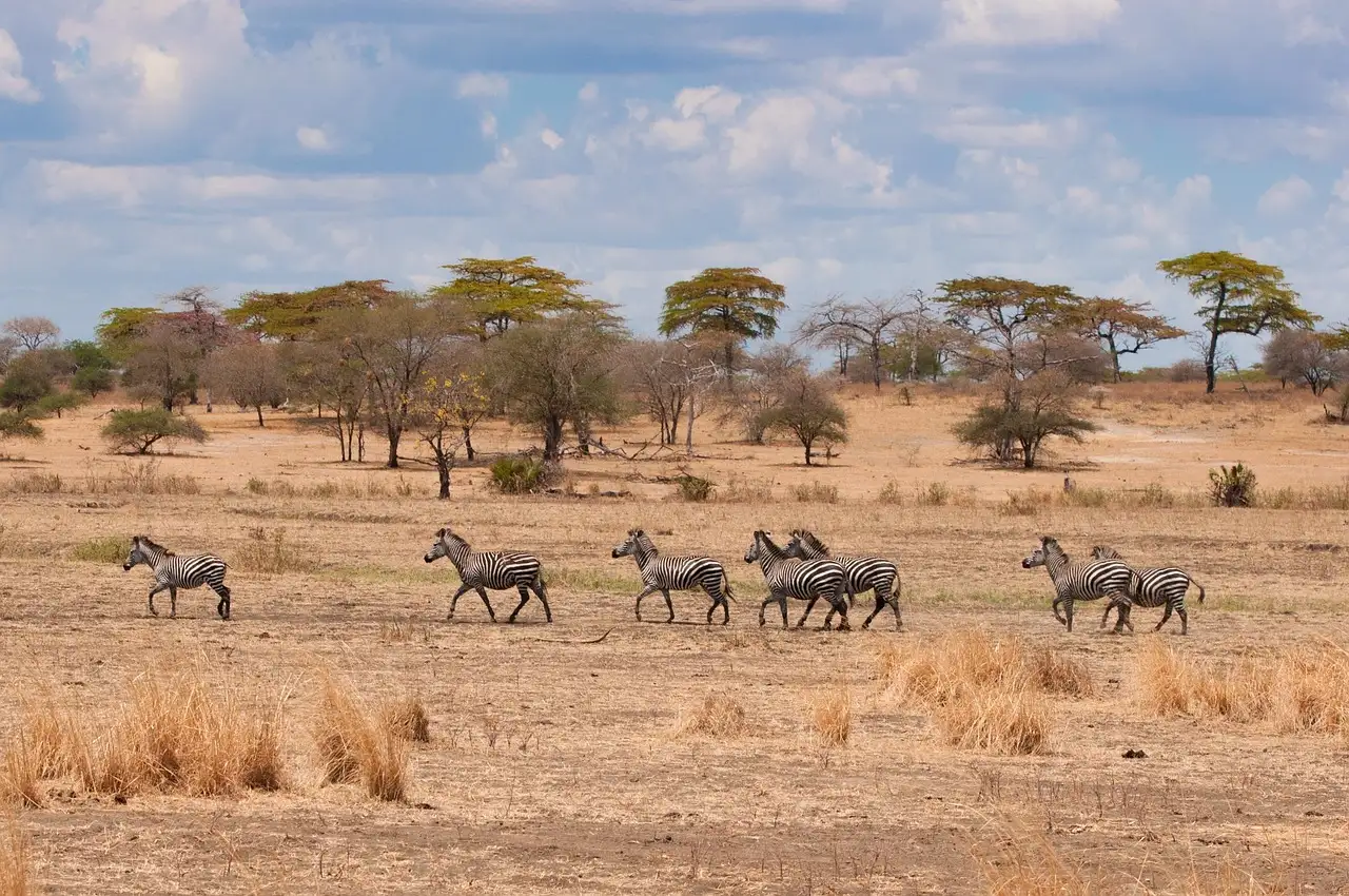 Mikumi National Park
