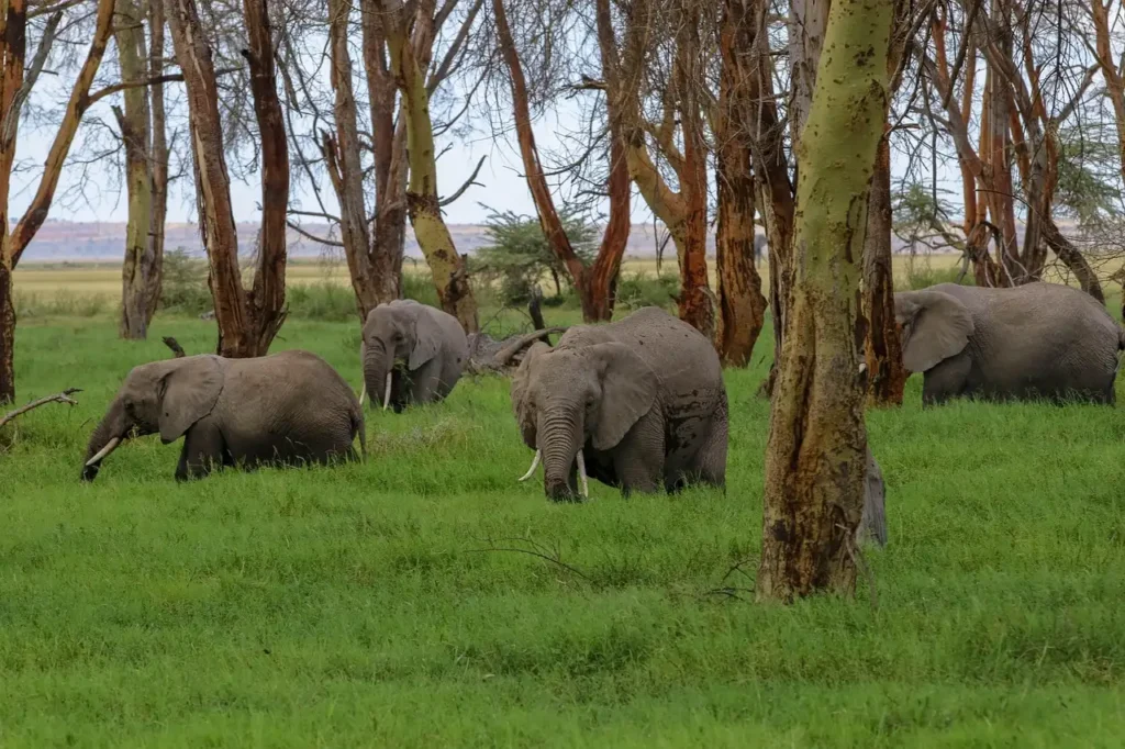Tanzania vs Uganda Safari