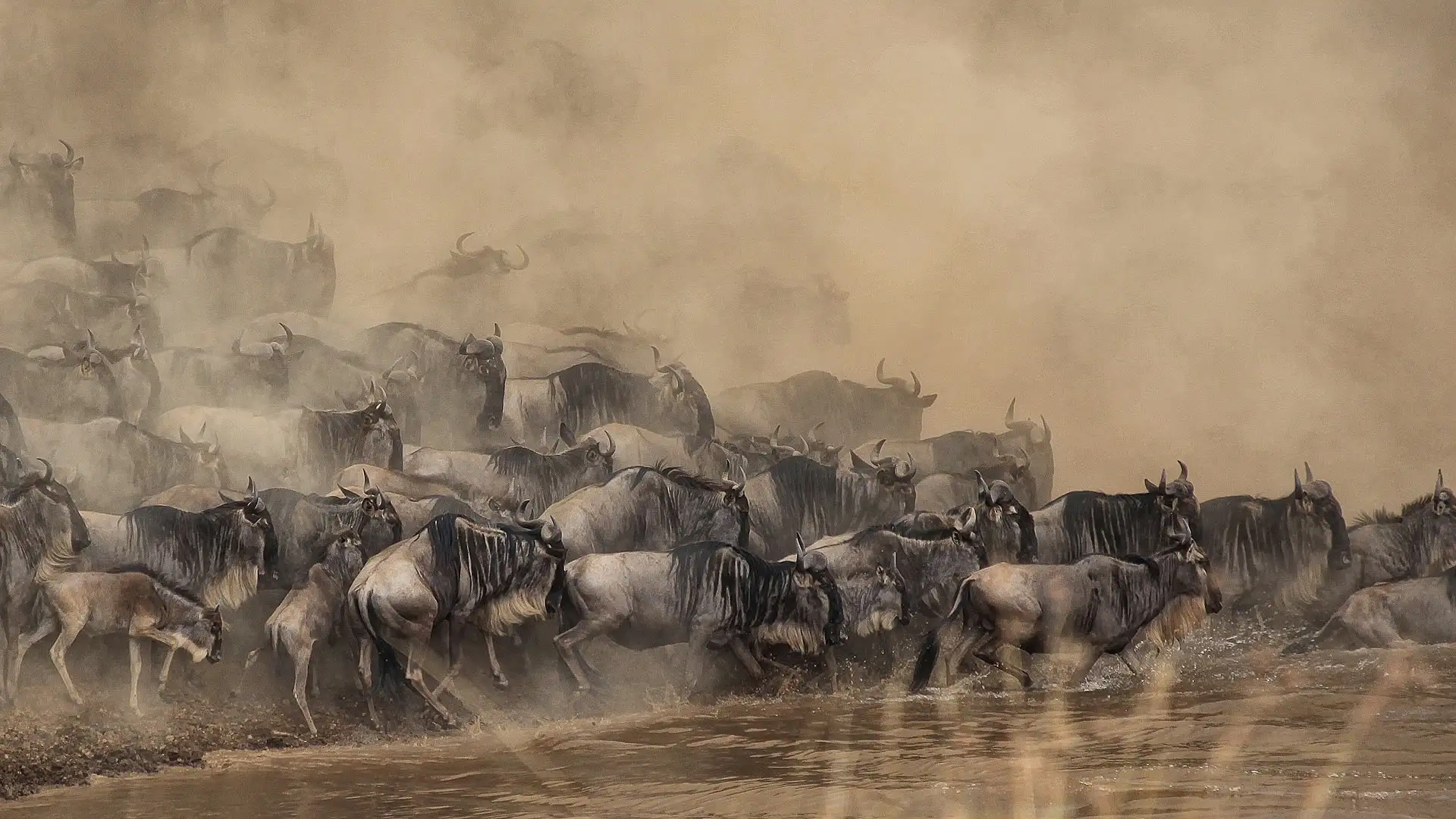 wildebeest migration