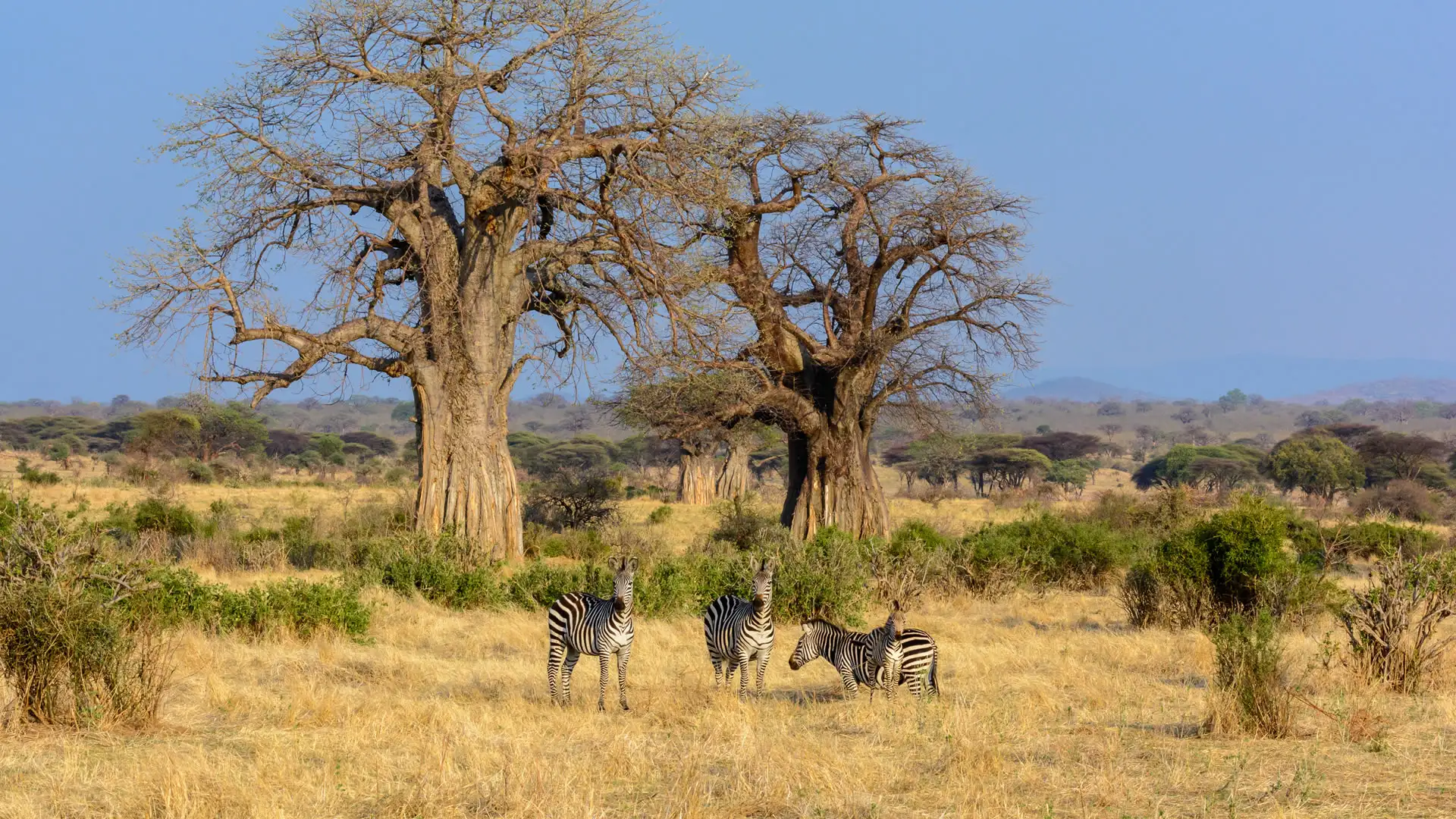 Zebras grazing near baobab trees in Tanzania.