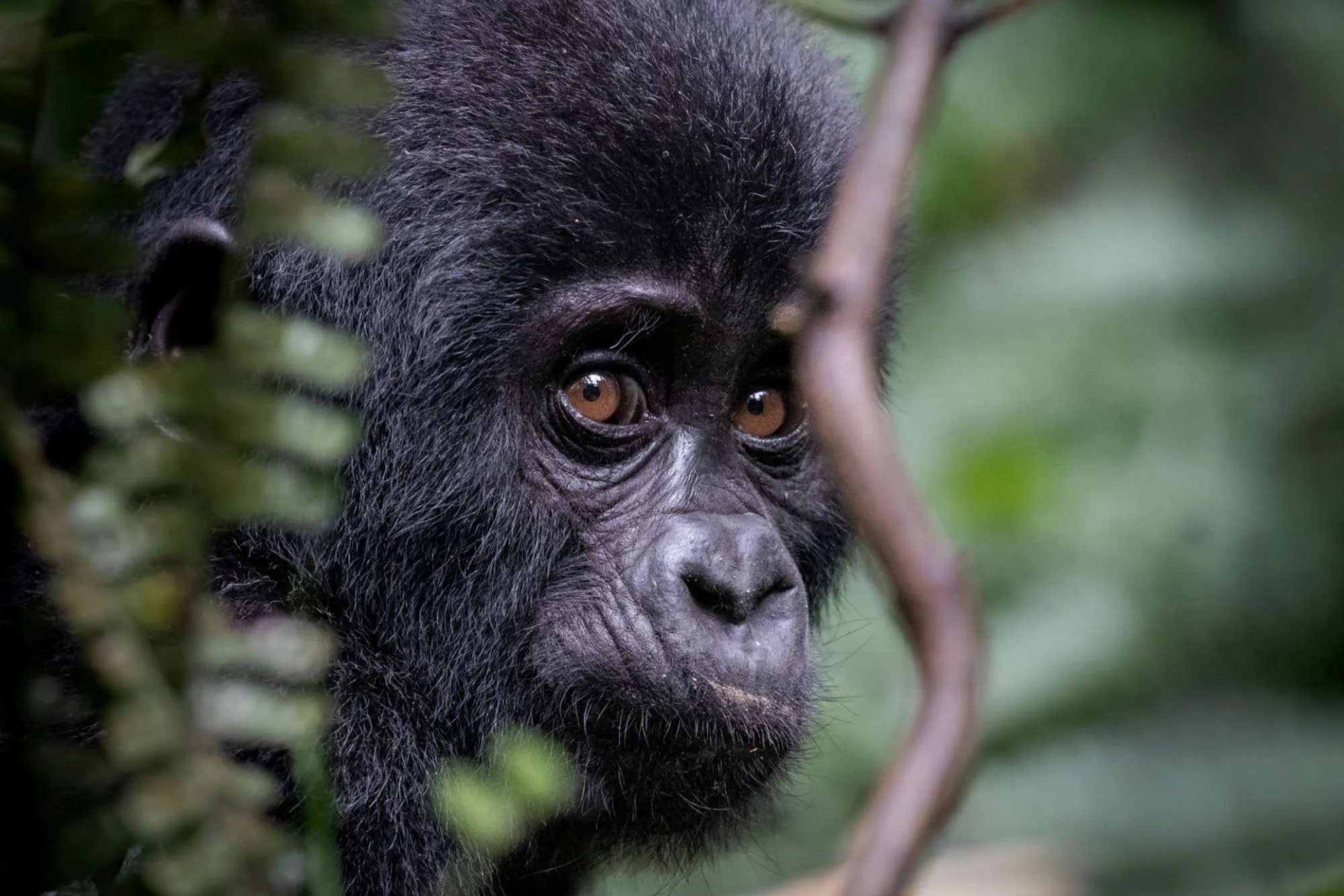 7-Day Gorillas and Chimpanzee Safari