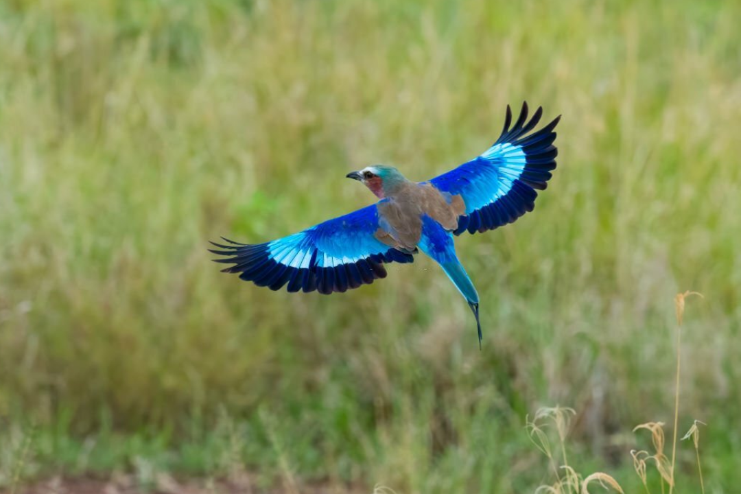 Best Safari Destinations to See the Big Five in Africa-2026 33 Makuyuni Wildlife Park