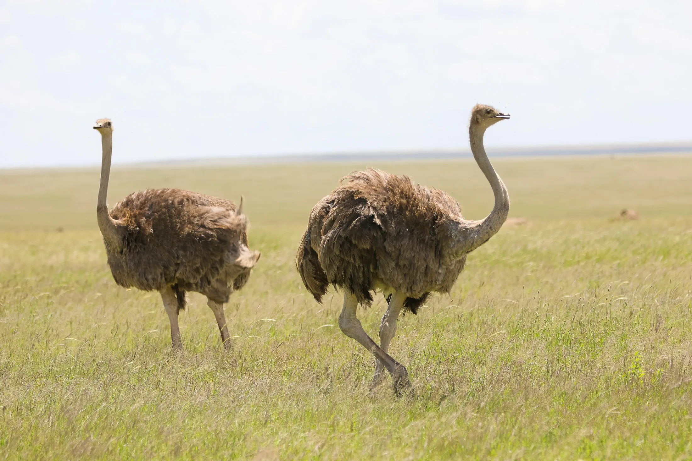 ostritch