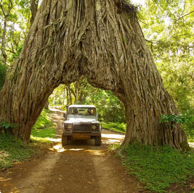 Best Safari Destinations to See the Big Five in Africa-2026 58 mount meru
