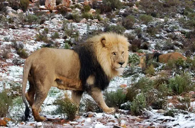 snow in africa