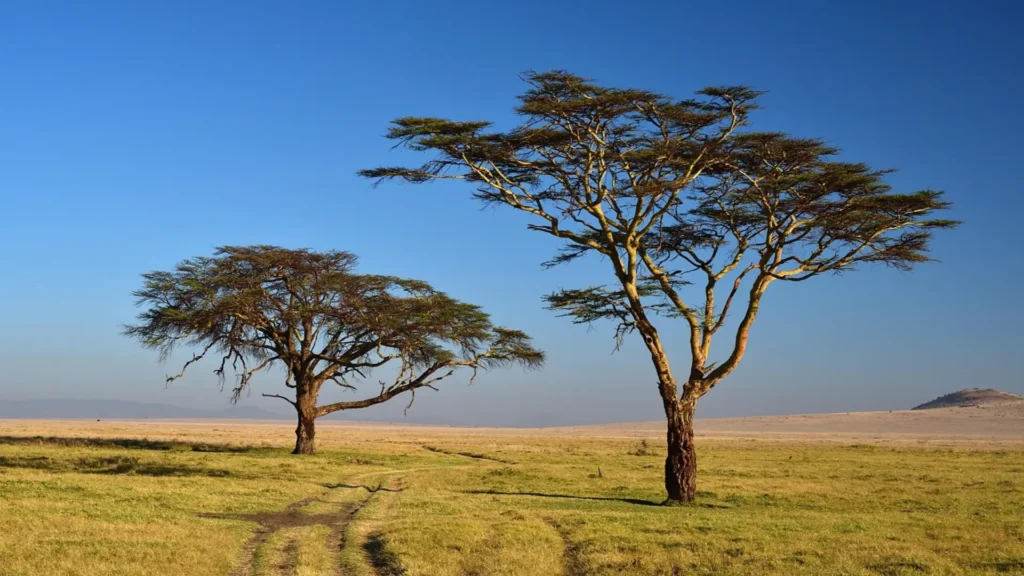 Best Time to Visit Tanzania for Safari