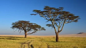 Time to Visit Tanzania for Safari
