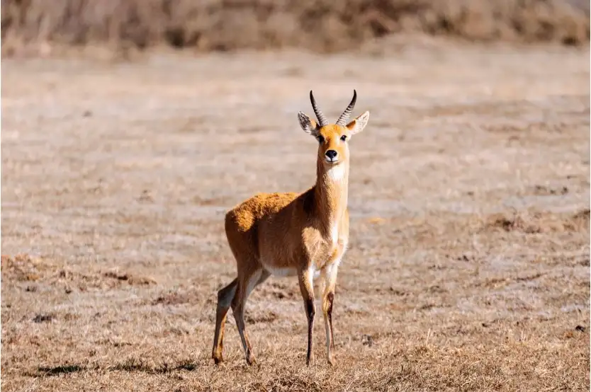 Bohor Reedbuck