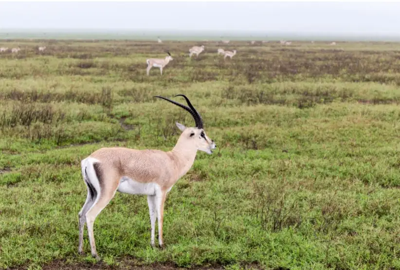 Grant's Gazelle