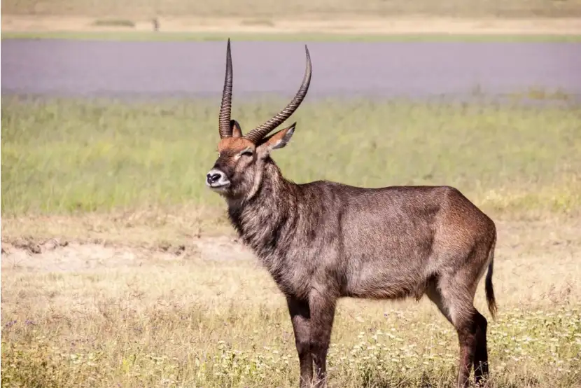 Waterbuck