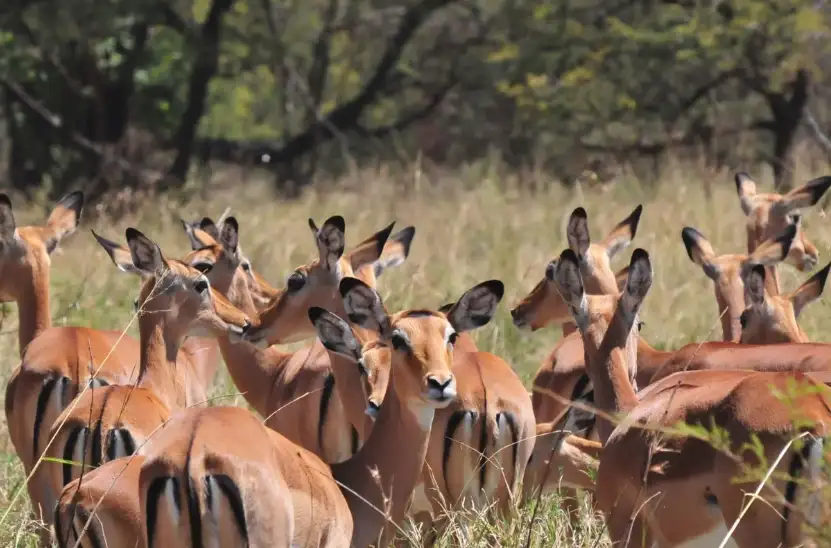 Impala