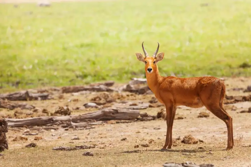 Oribi